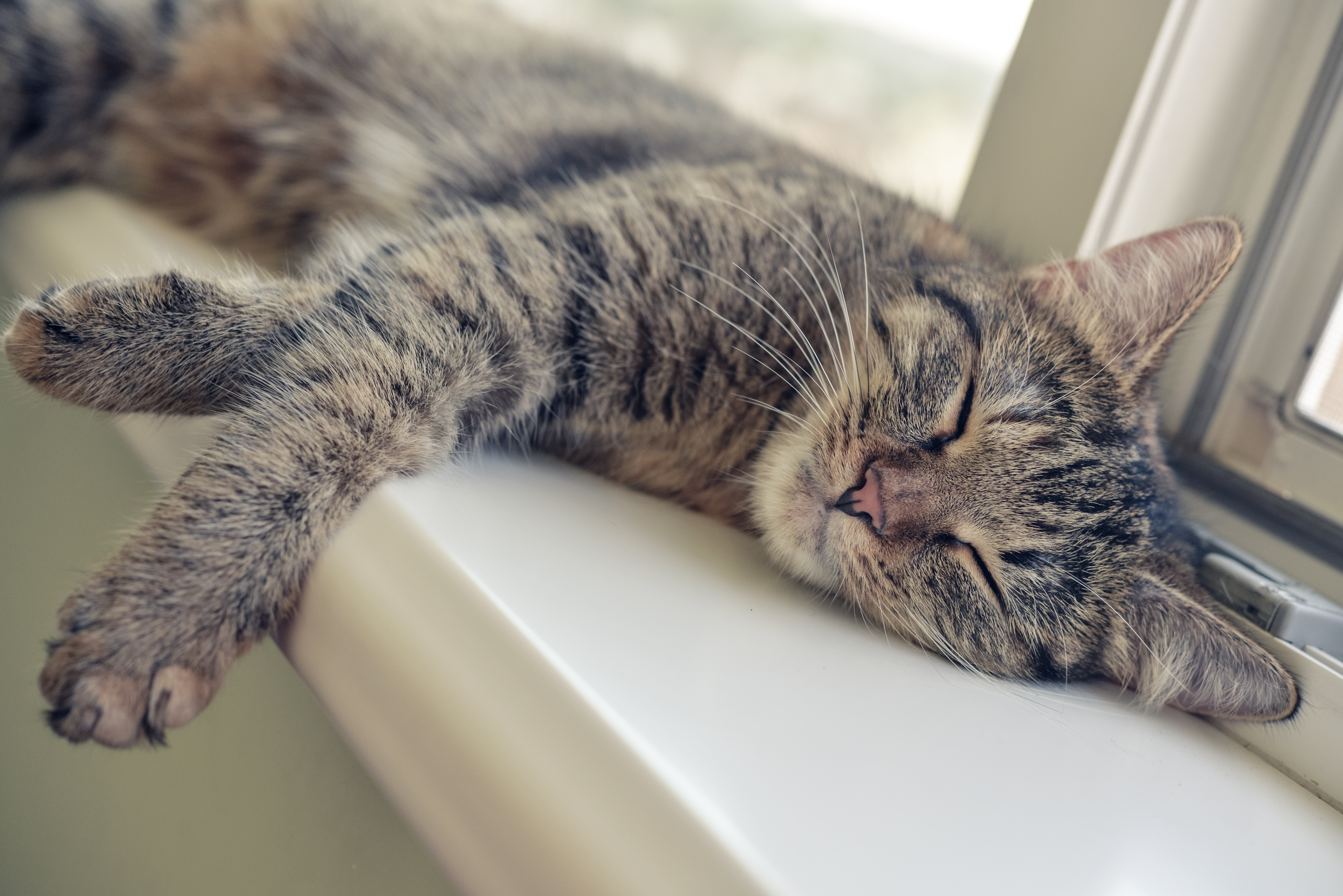 Cute cat sleeping on the windowsill closeup