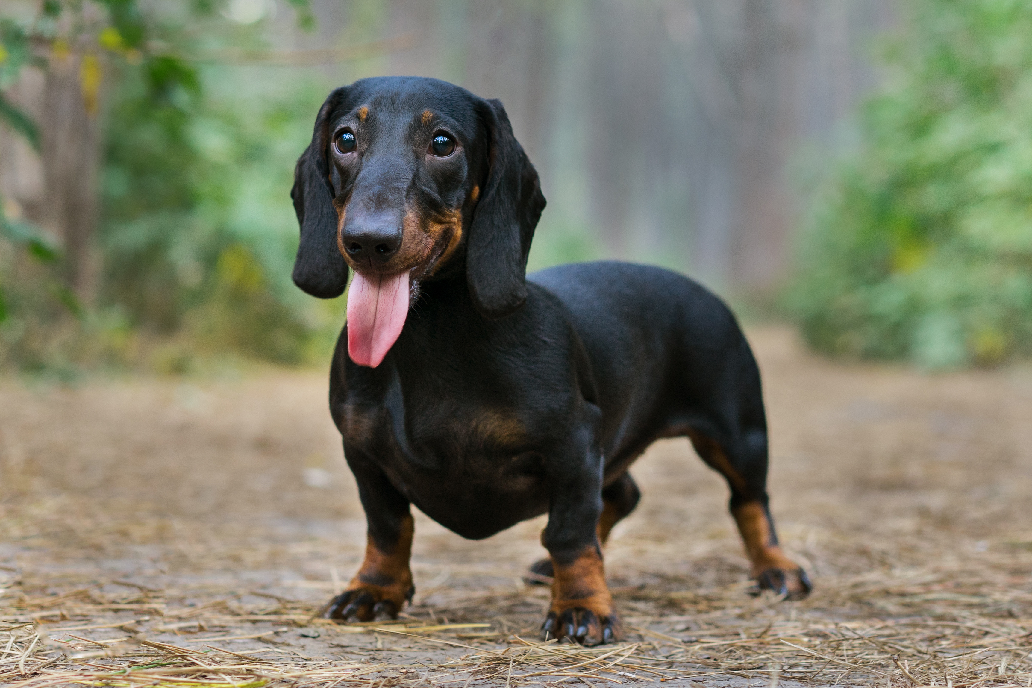 Lovely portrait of a dog (puppy) breed dachshund black tan, in the green forest smiling with tongue