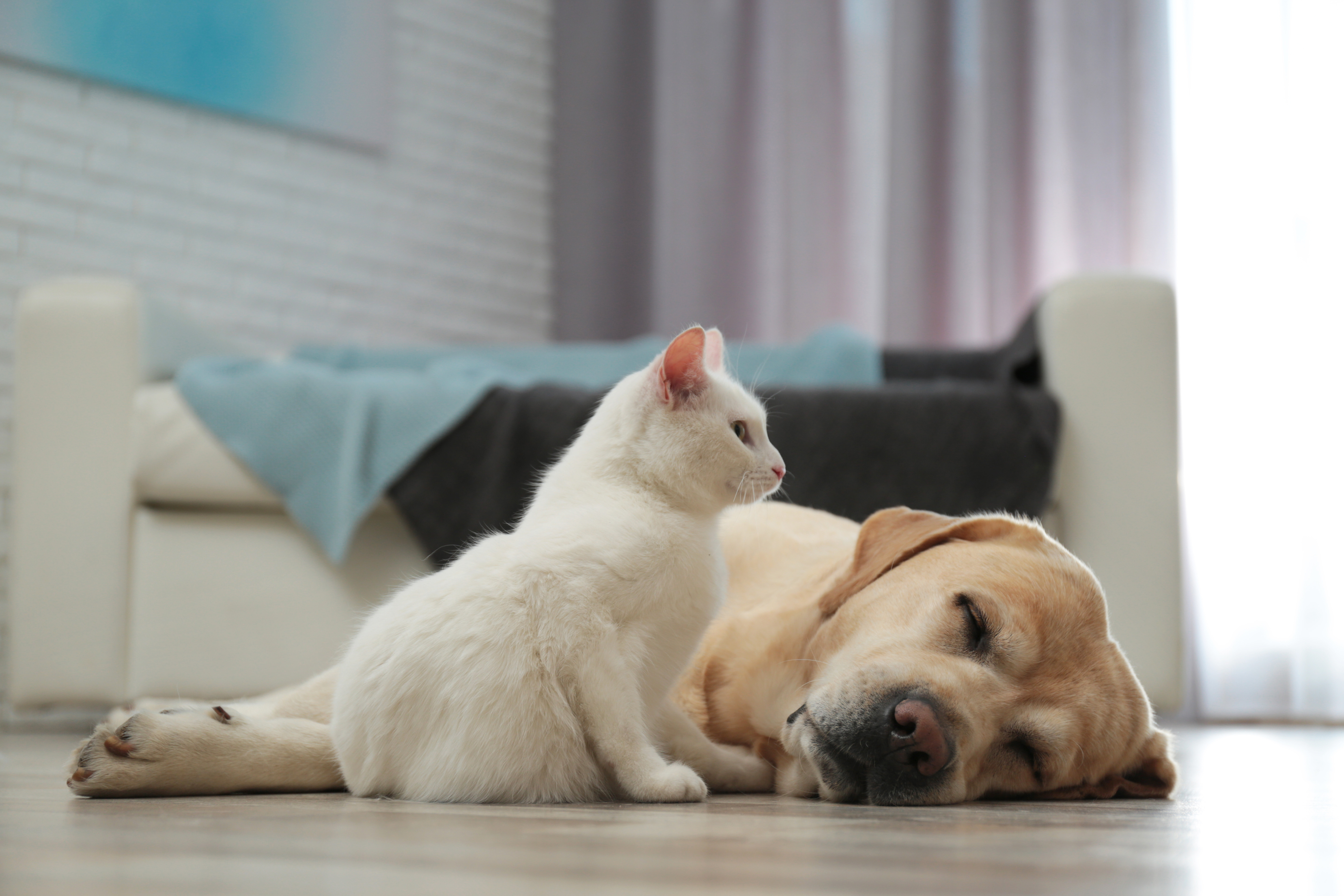 Adorable dog and cat together on floor indoors. friends forever