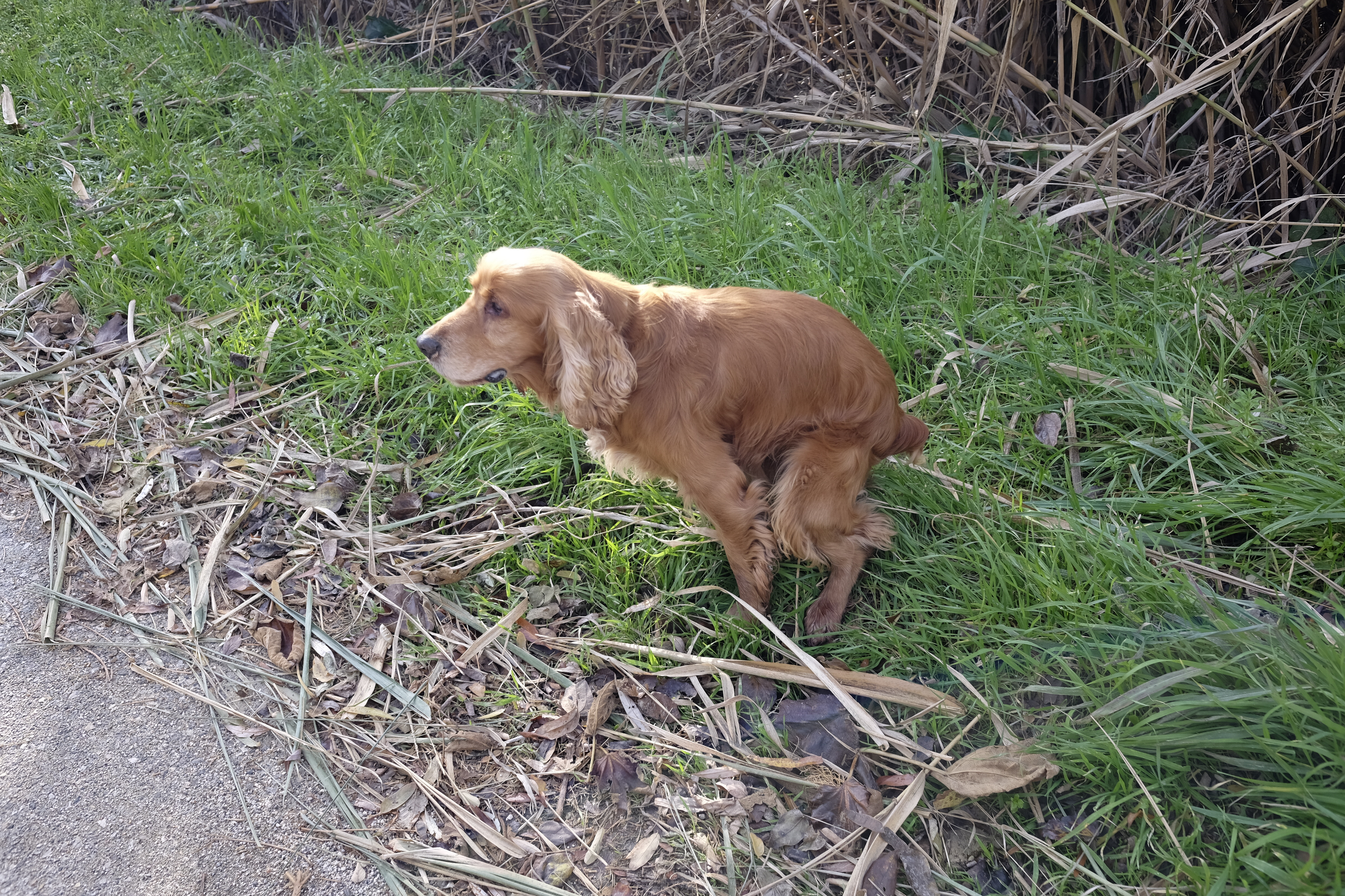 A brown dog squatting on the grass