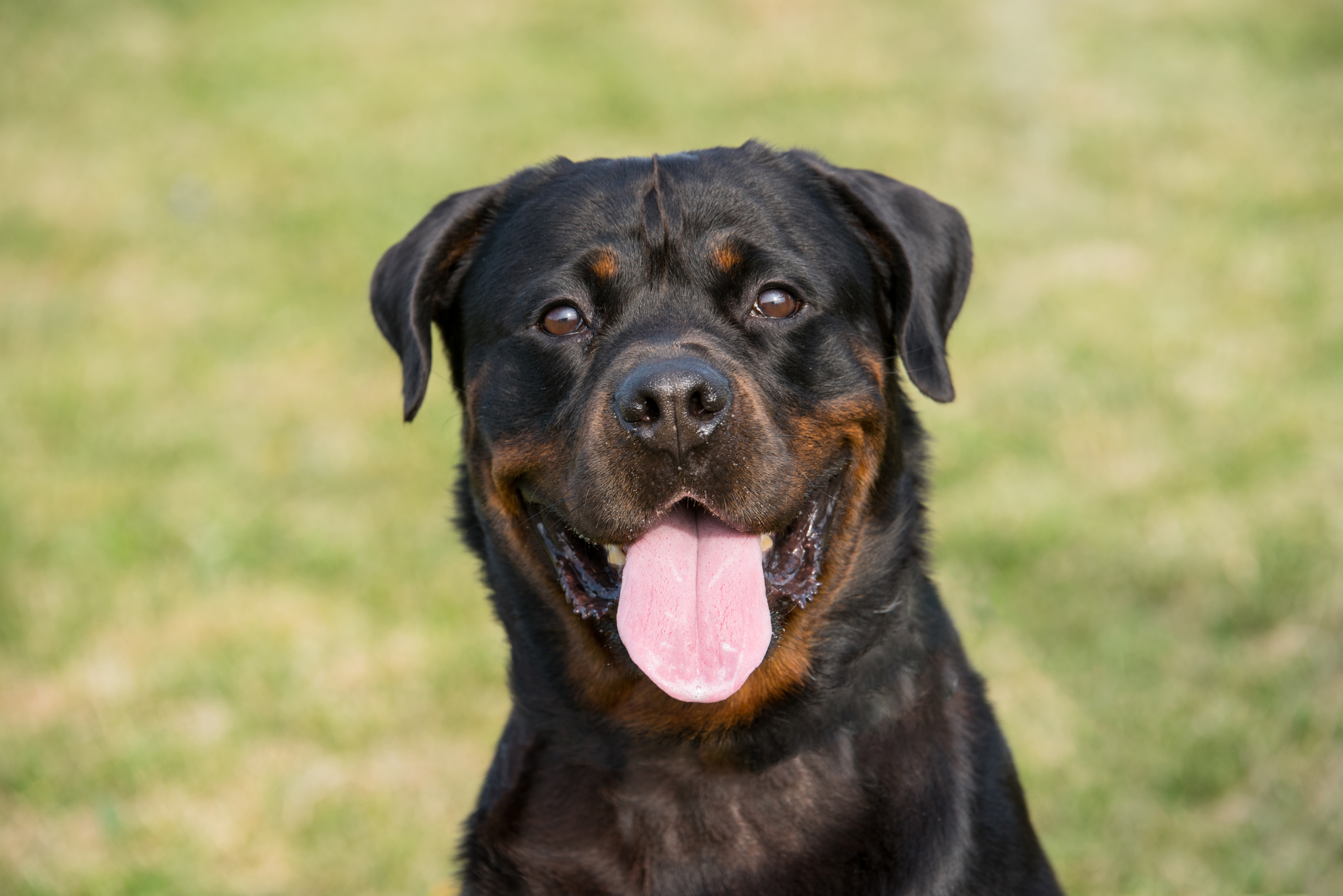 smiling rottweiler, tongue out, outdoors, looking to camera
