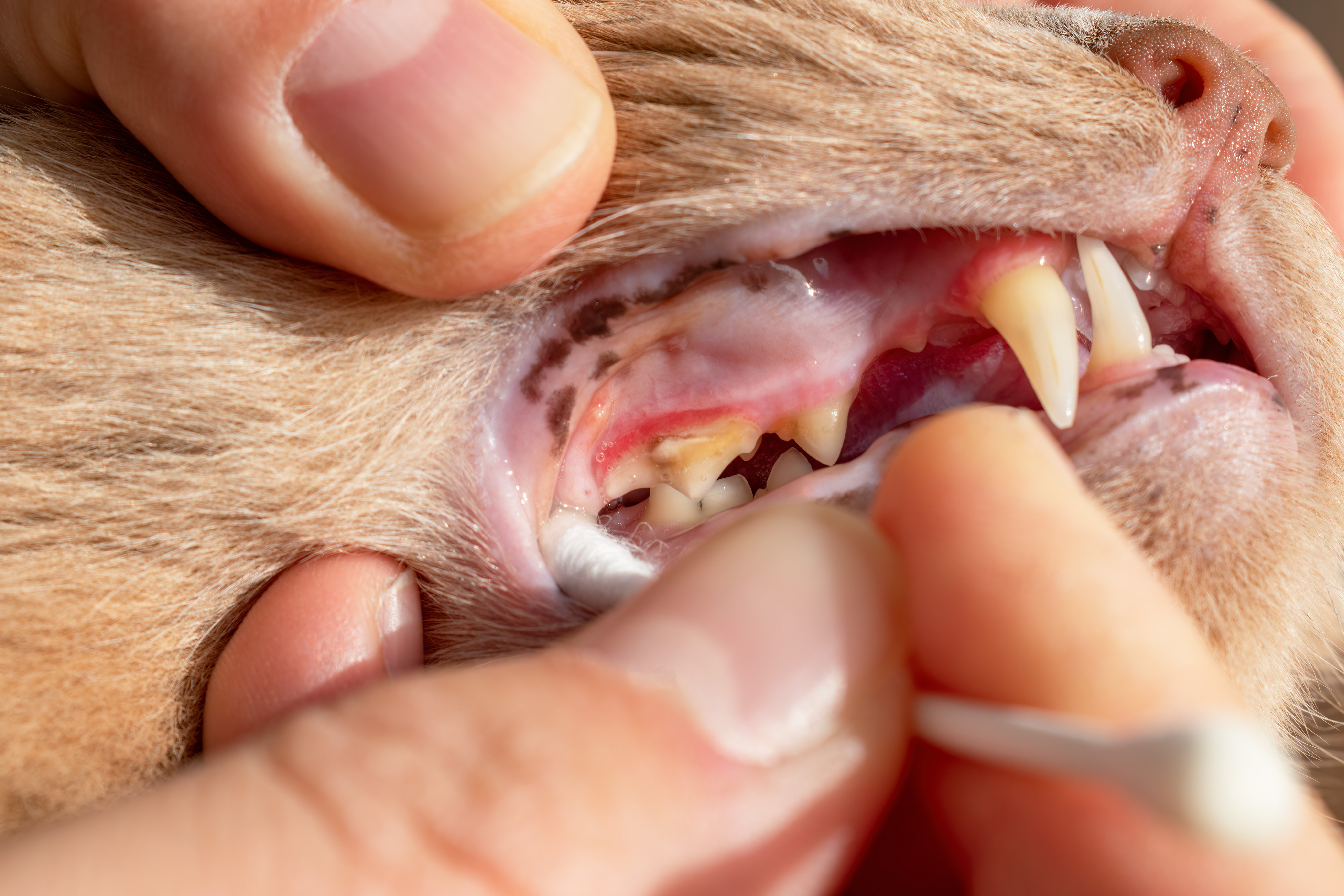 Inflamed gums and teeth covered with plaque and tartar in cats. Concept of dental health in the feline. Brown spots in the oral mucosa. Prevention of oral infections in cats.