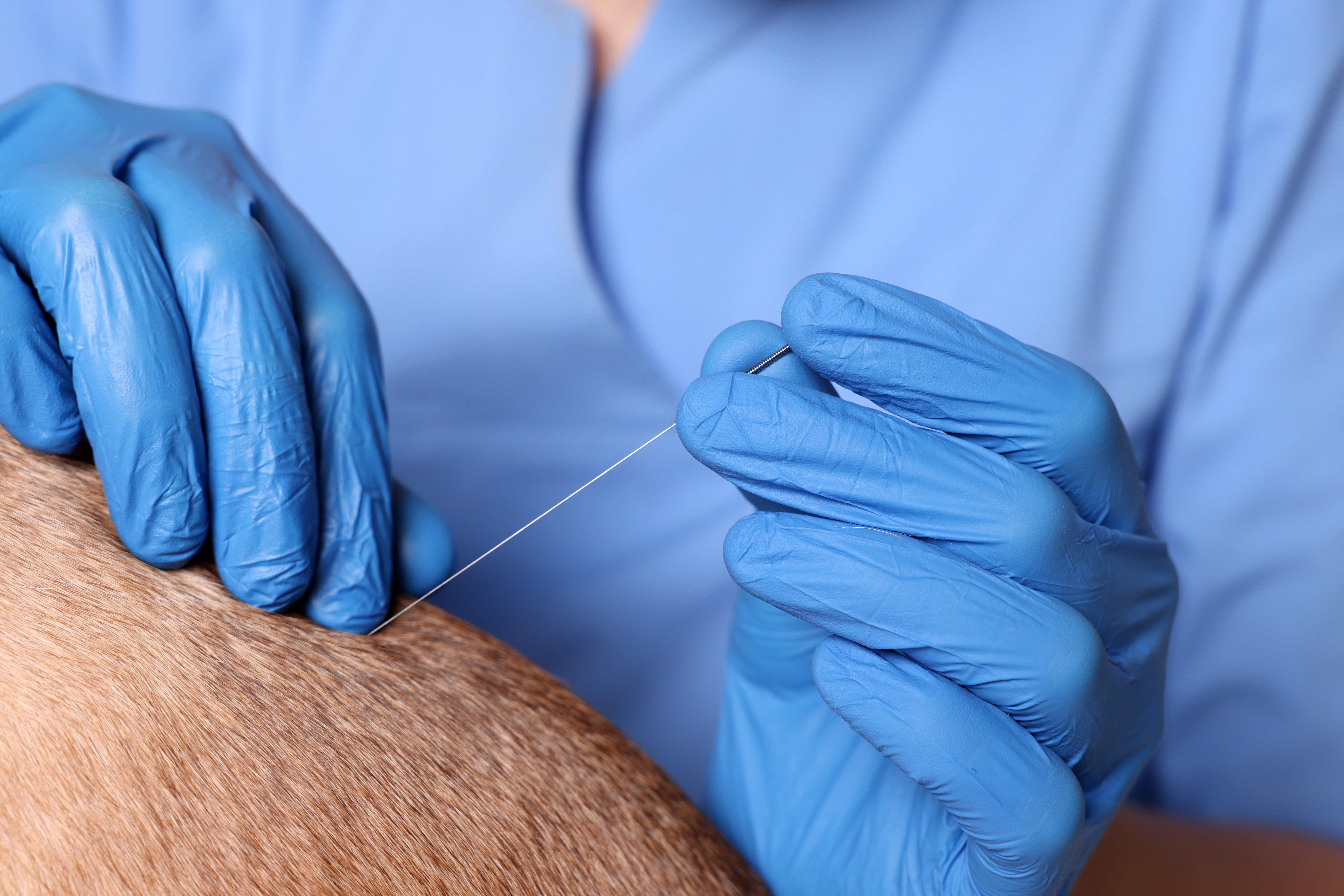 Veterinary holding acupuncture needle near dog's back, closeup. animal treatment