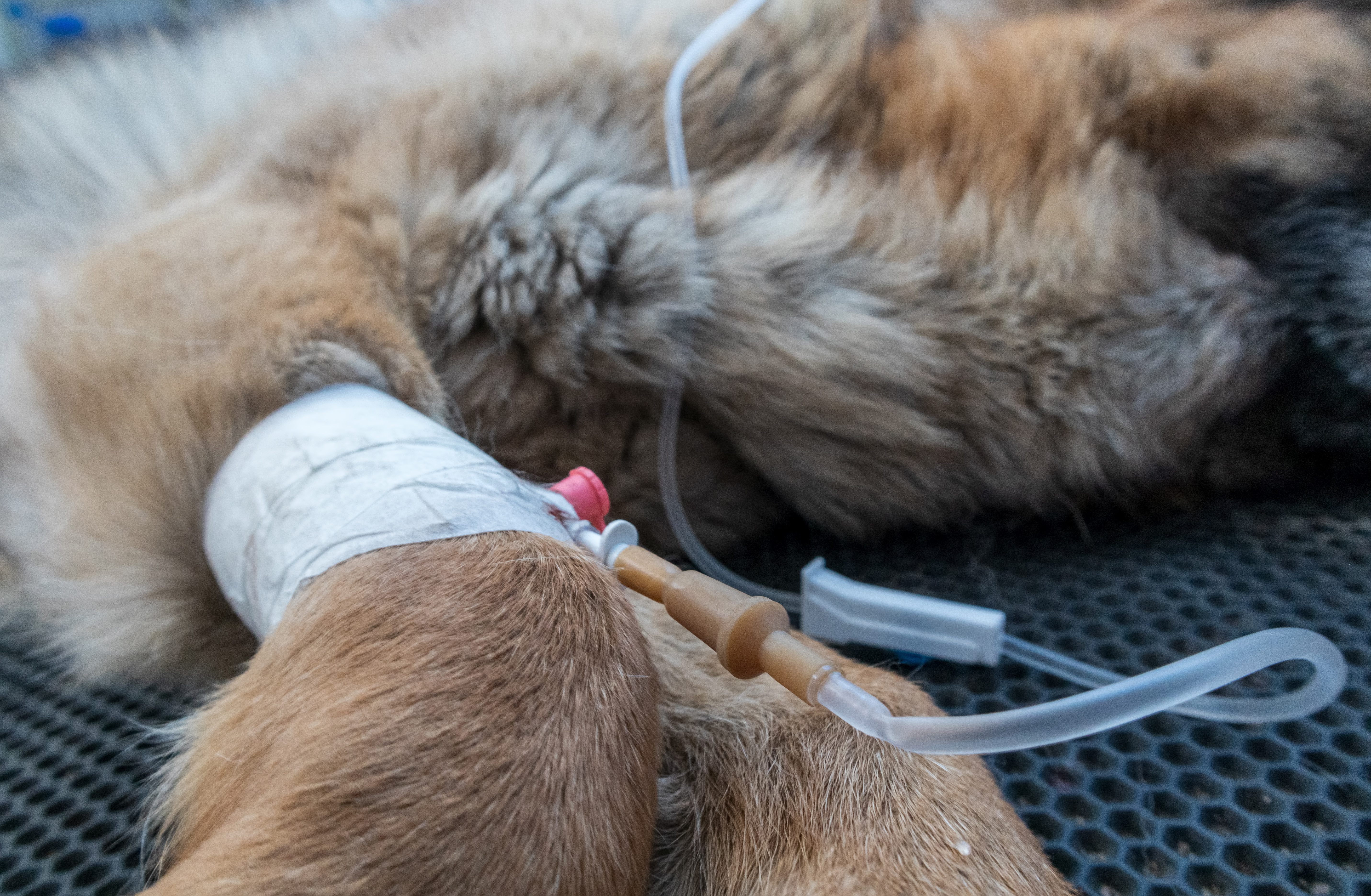 veterinary treatment, a dog under a dropper, a catheter in the paw closeup