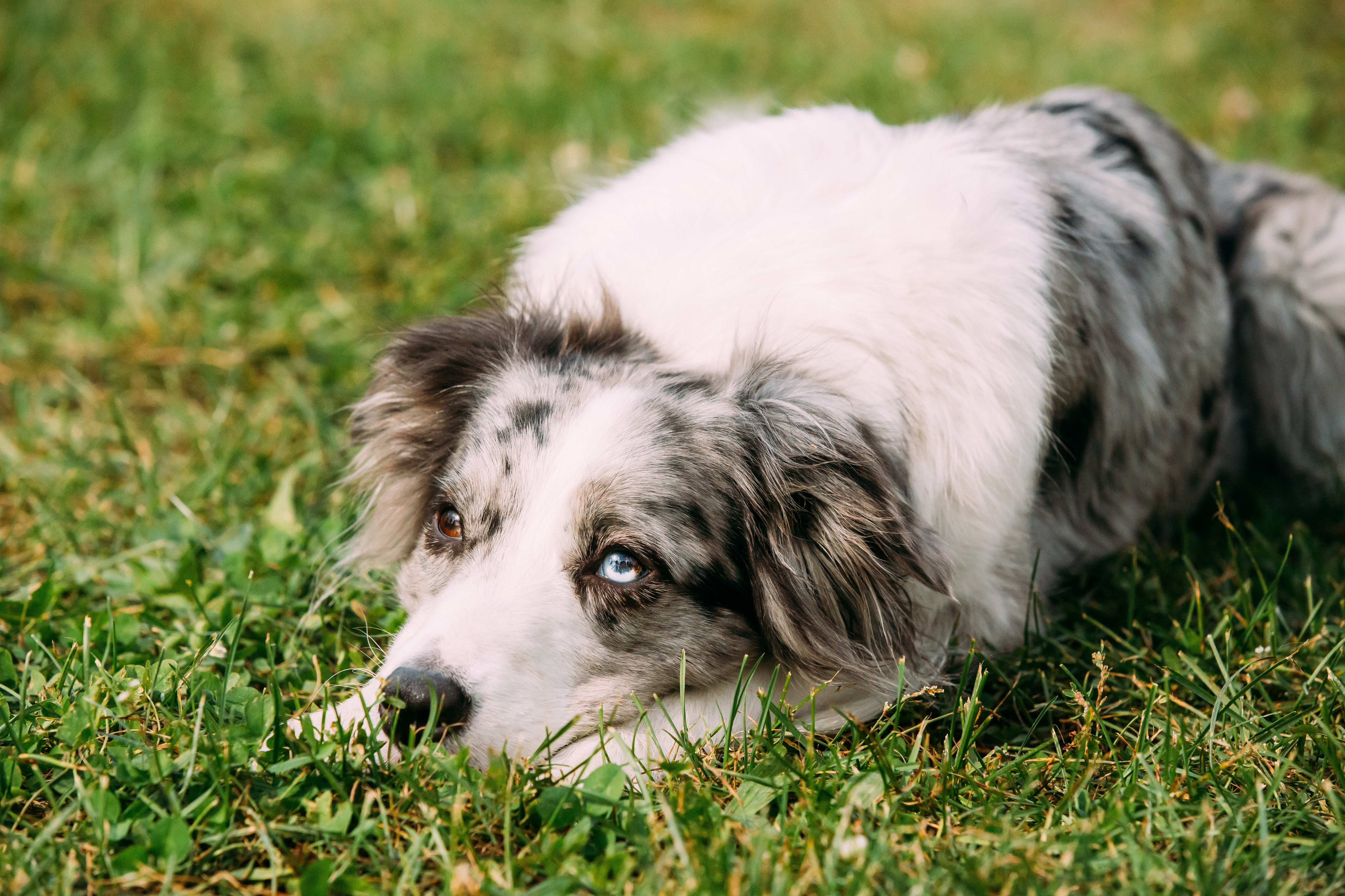 Border collie lying down on grass, paws either side of its nose