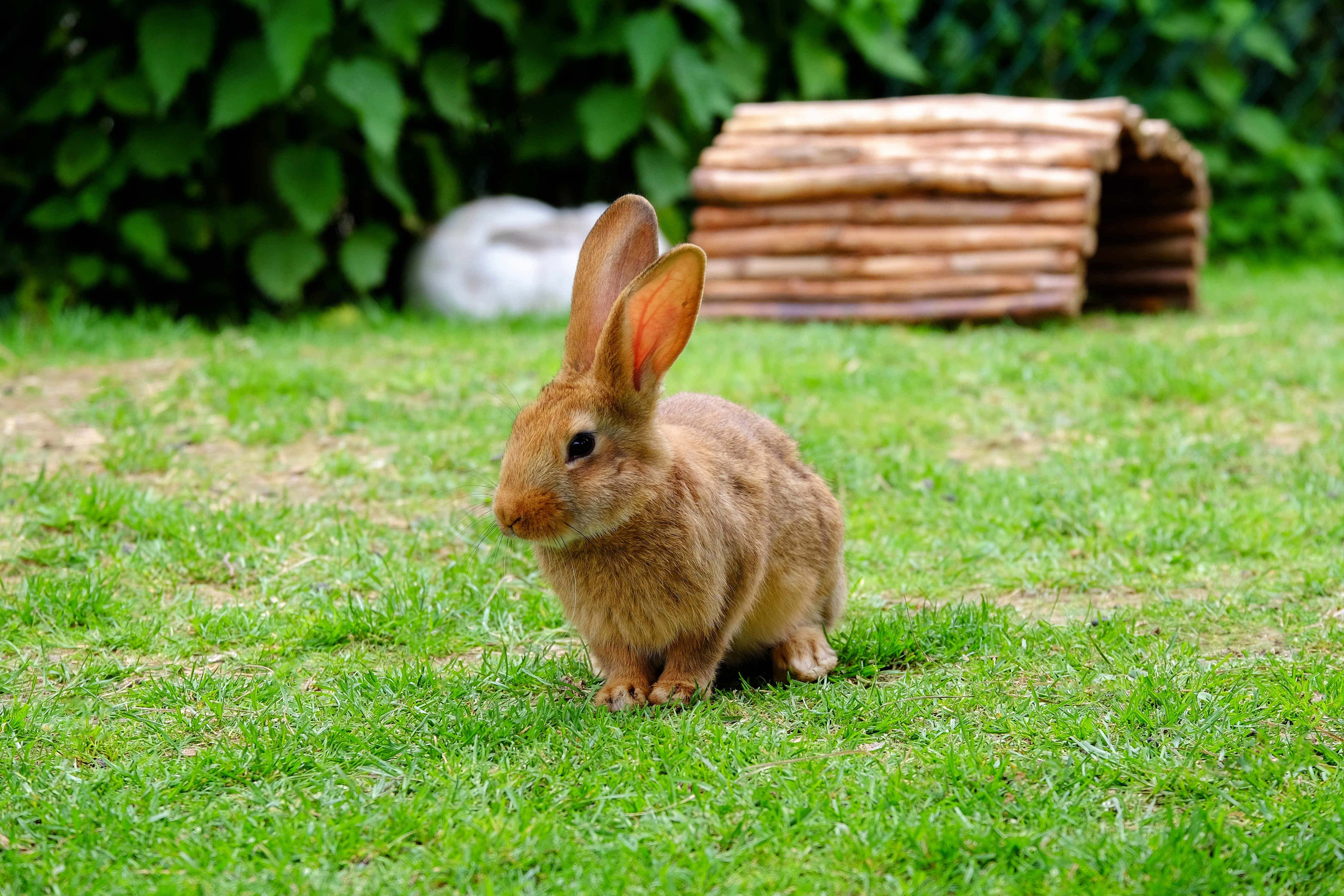 brown rabbit on grass, wooden hutch in the background