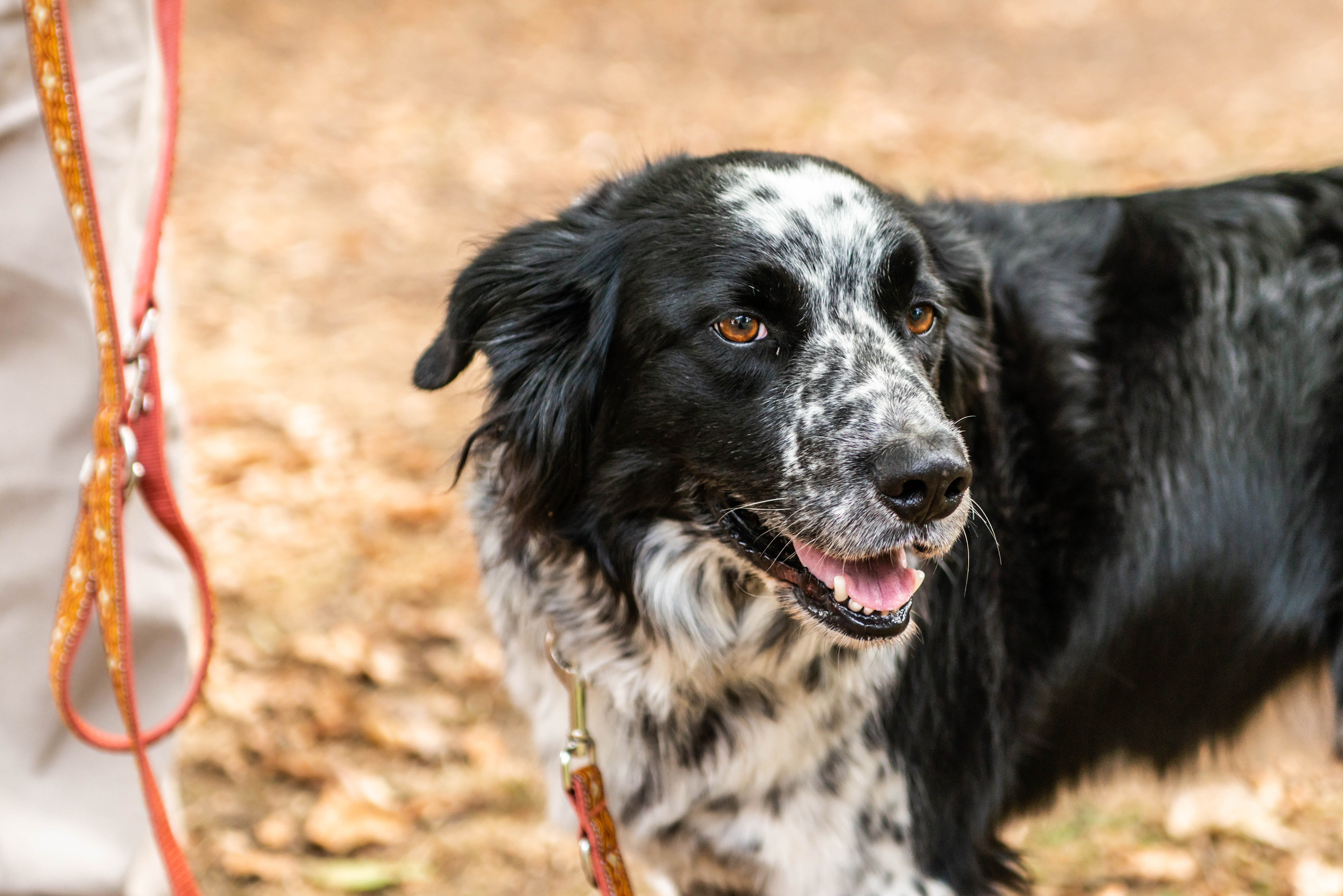 Bordie Collie mix, black and white fur, speckled and dotted from the head down to the chest, leashed, by the owner's legs in the dog park