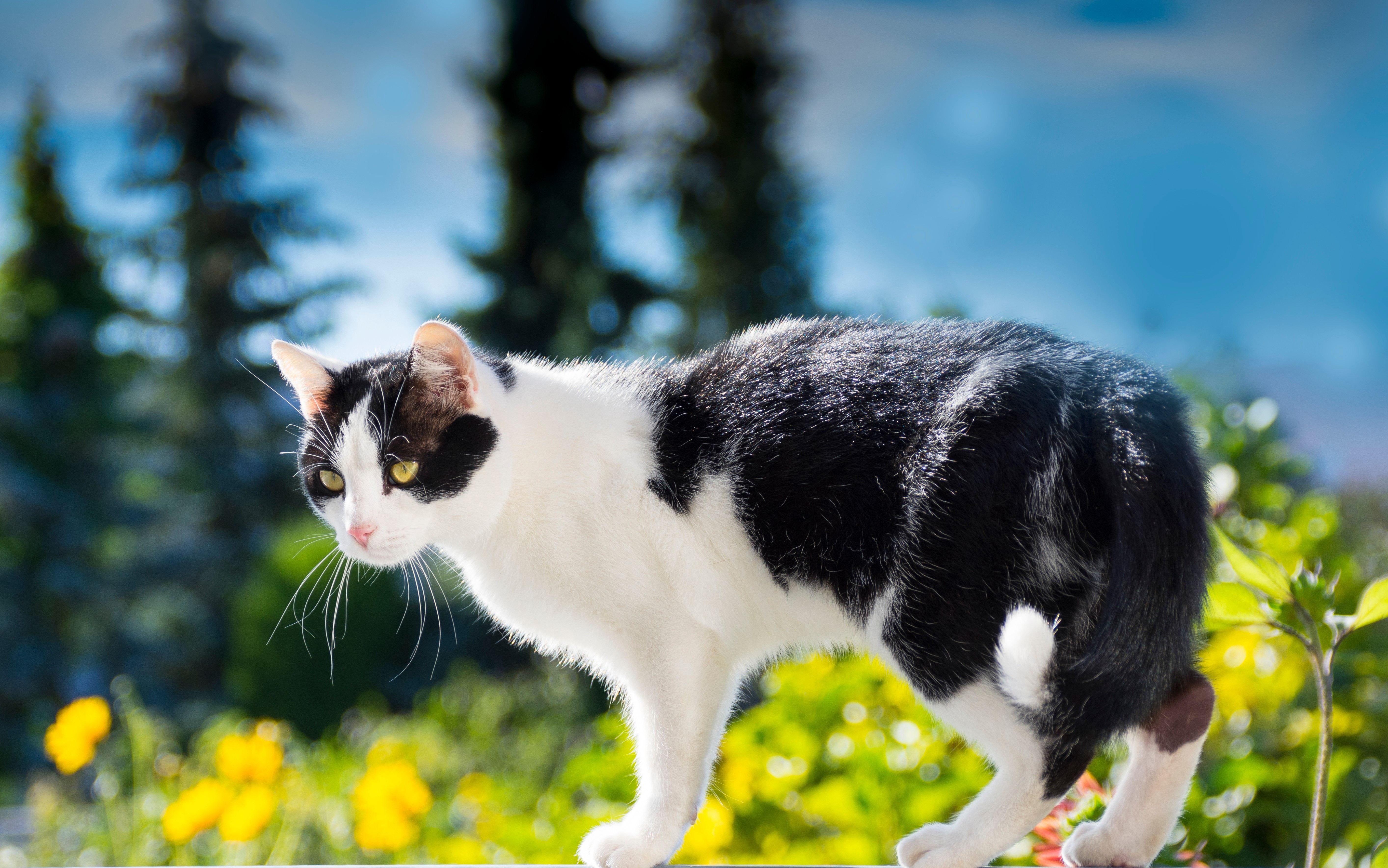 black and white cat in the foreground, looking on, body extended and on display, trees, flowers, and blue sky in the background