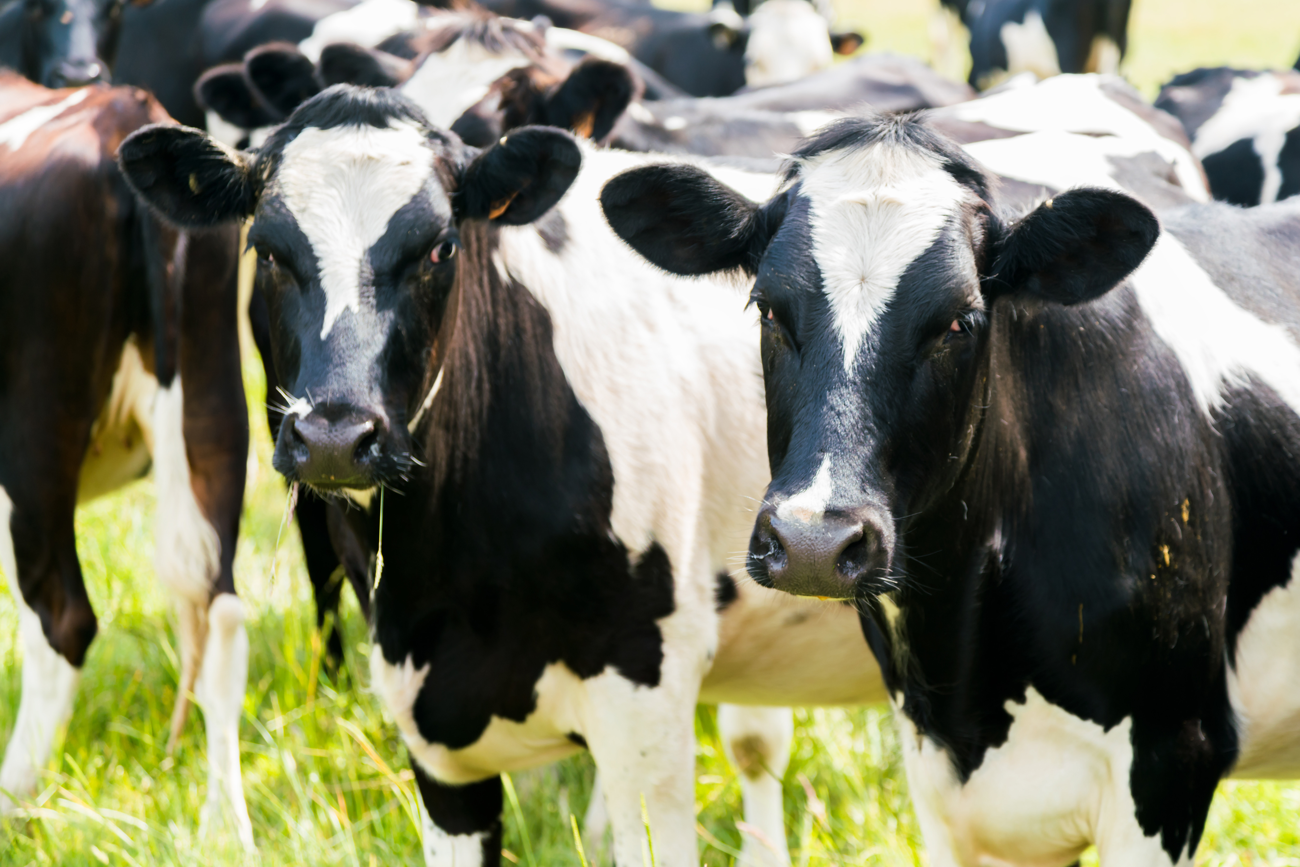 Two cows, black and white markings, standing in a green grassy field amongst other cows