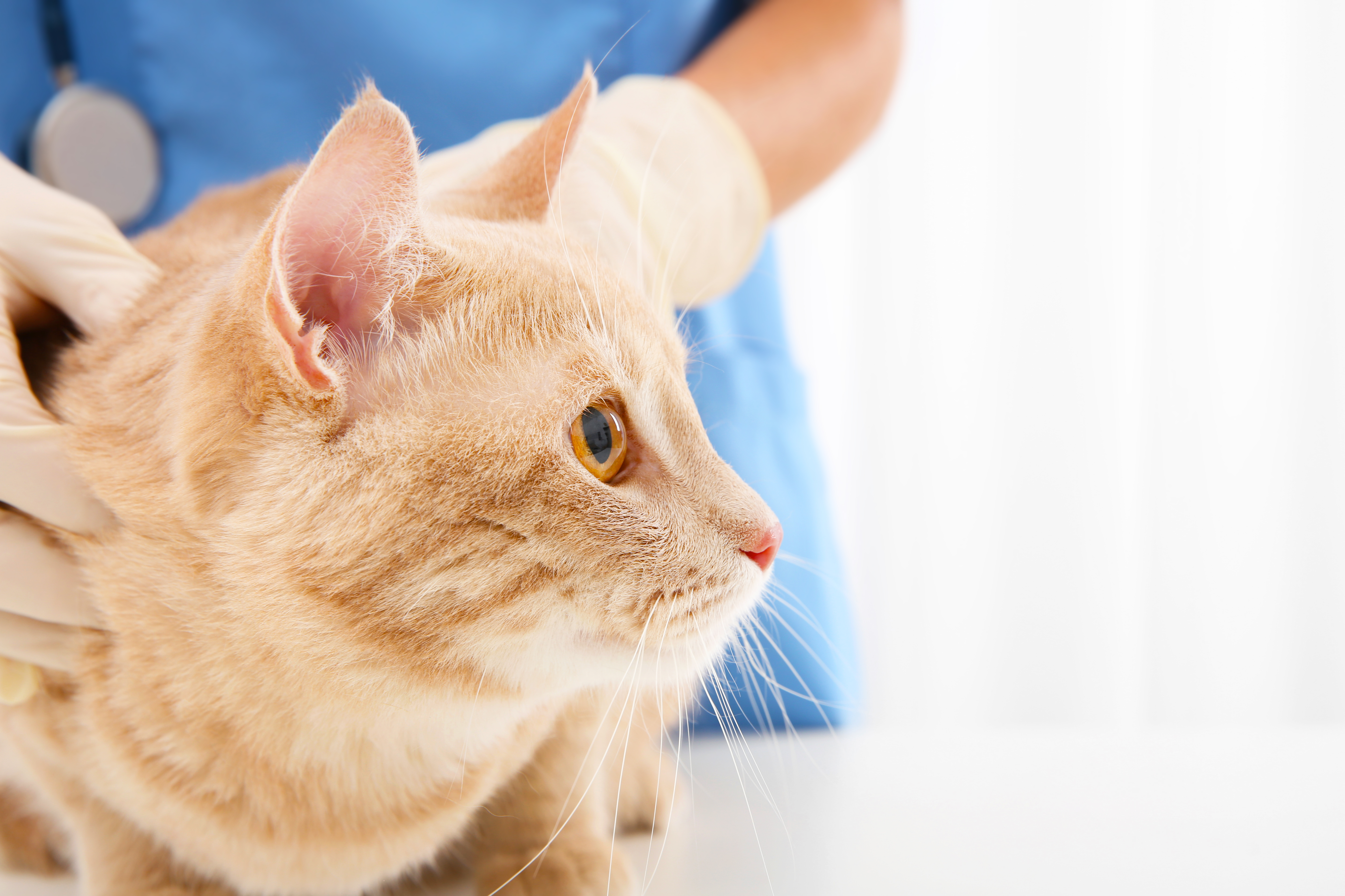 Image for Do cats receiving pre-appointment trazodone experience less stress during veterinary visits?