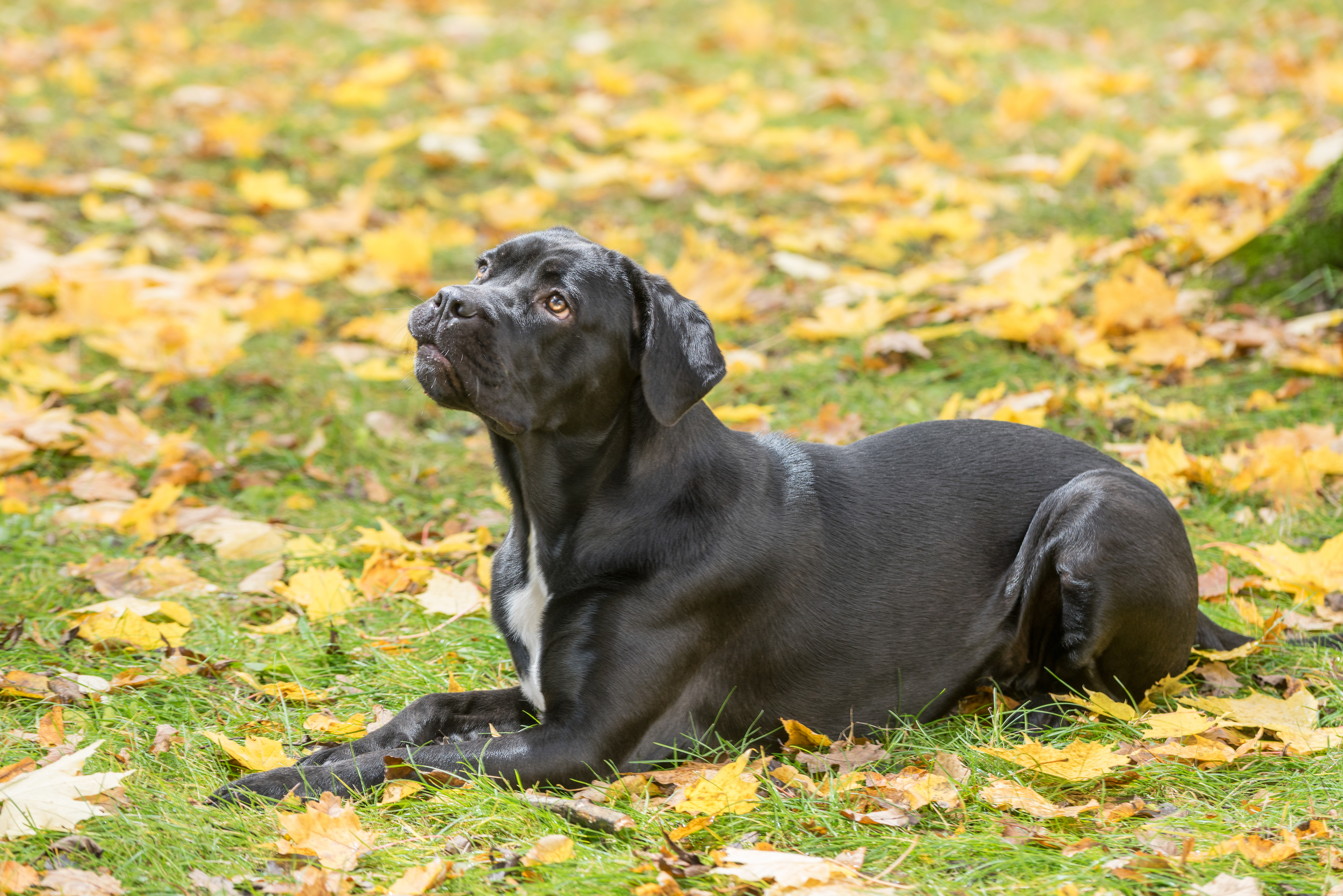 A black cane corso dog lies on the grass in the autumn looking up and towards someone standing above them, above and beyond the camera. Yellowed leaves cover most of the bright green grass. It's a bright and beautiful day.