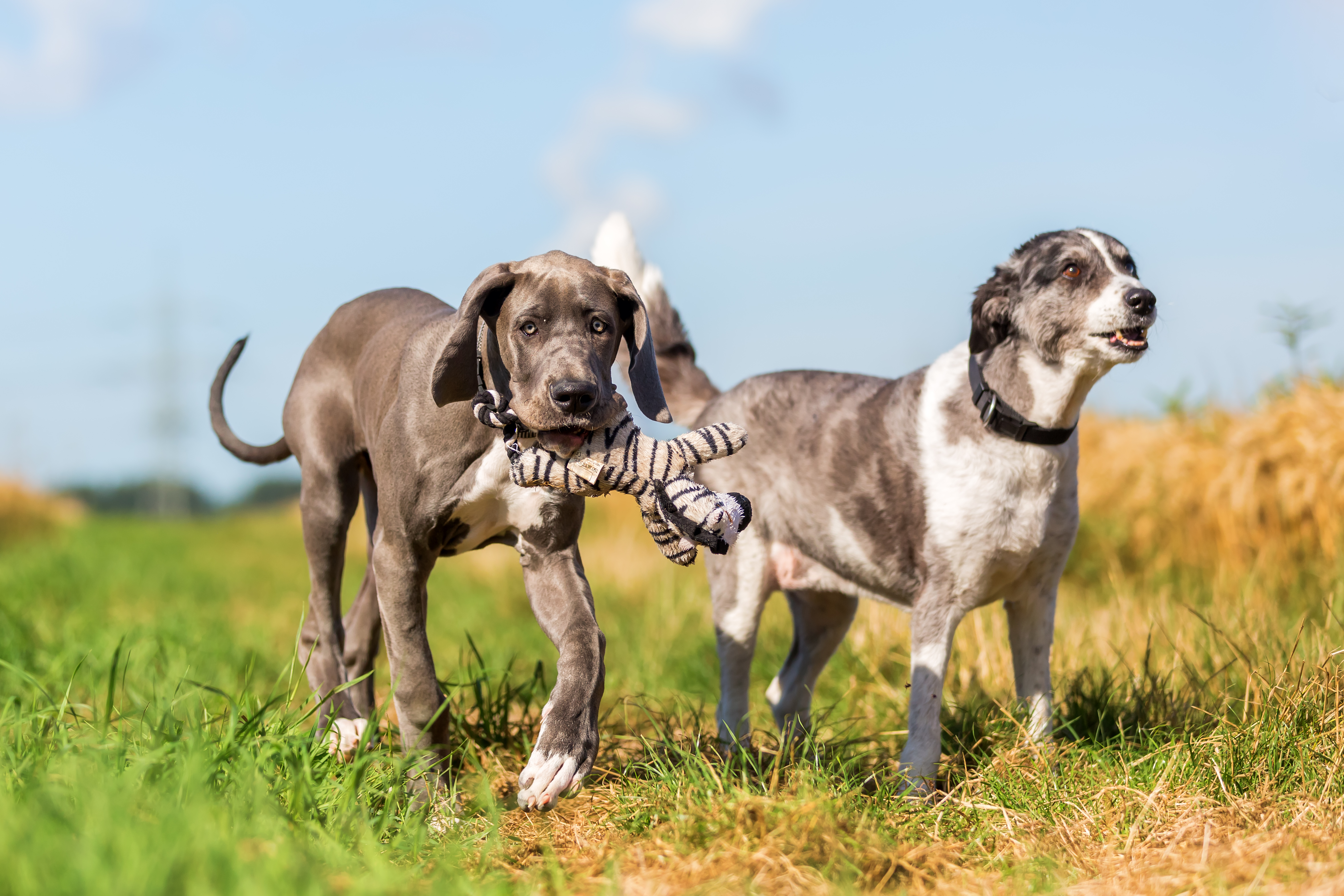 Two young dogs with grey and white coats walking on their own in a grassy field. The dog on the left holds a toy zebra in its mouth, whilst the other looks happily to someone off-camera.