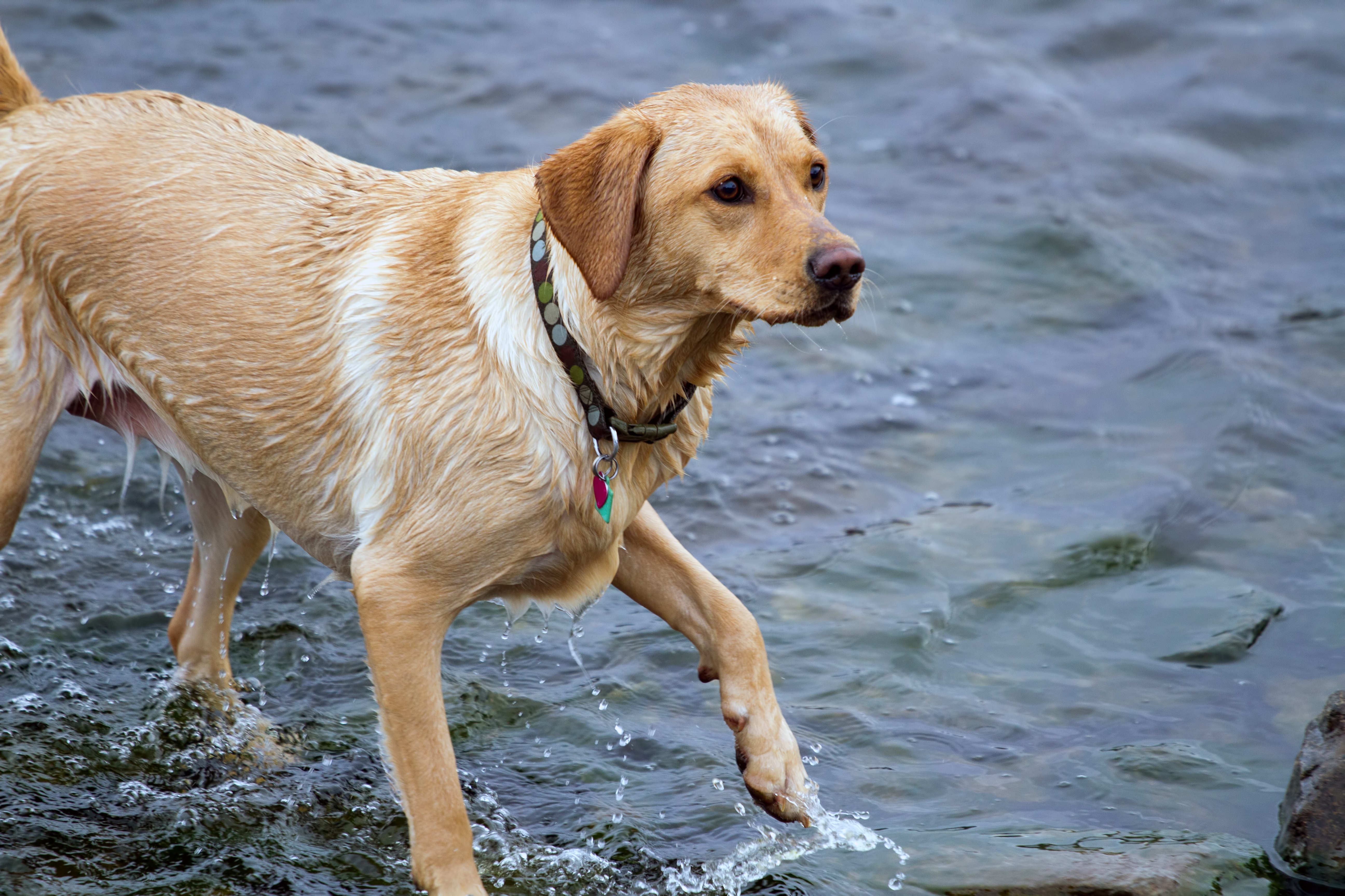 A yellow adult labrador playing in the water, soaked, looking at their owner who is off-camera. The dog takes up most of the frame, the rest is lightly rippling water of a scottish loch.