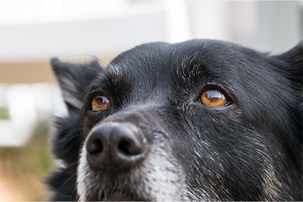 Image for Process audit of pain assessment recording in hospitalised canine ophthalmology patients