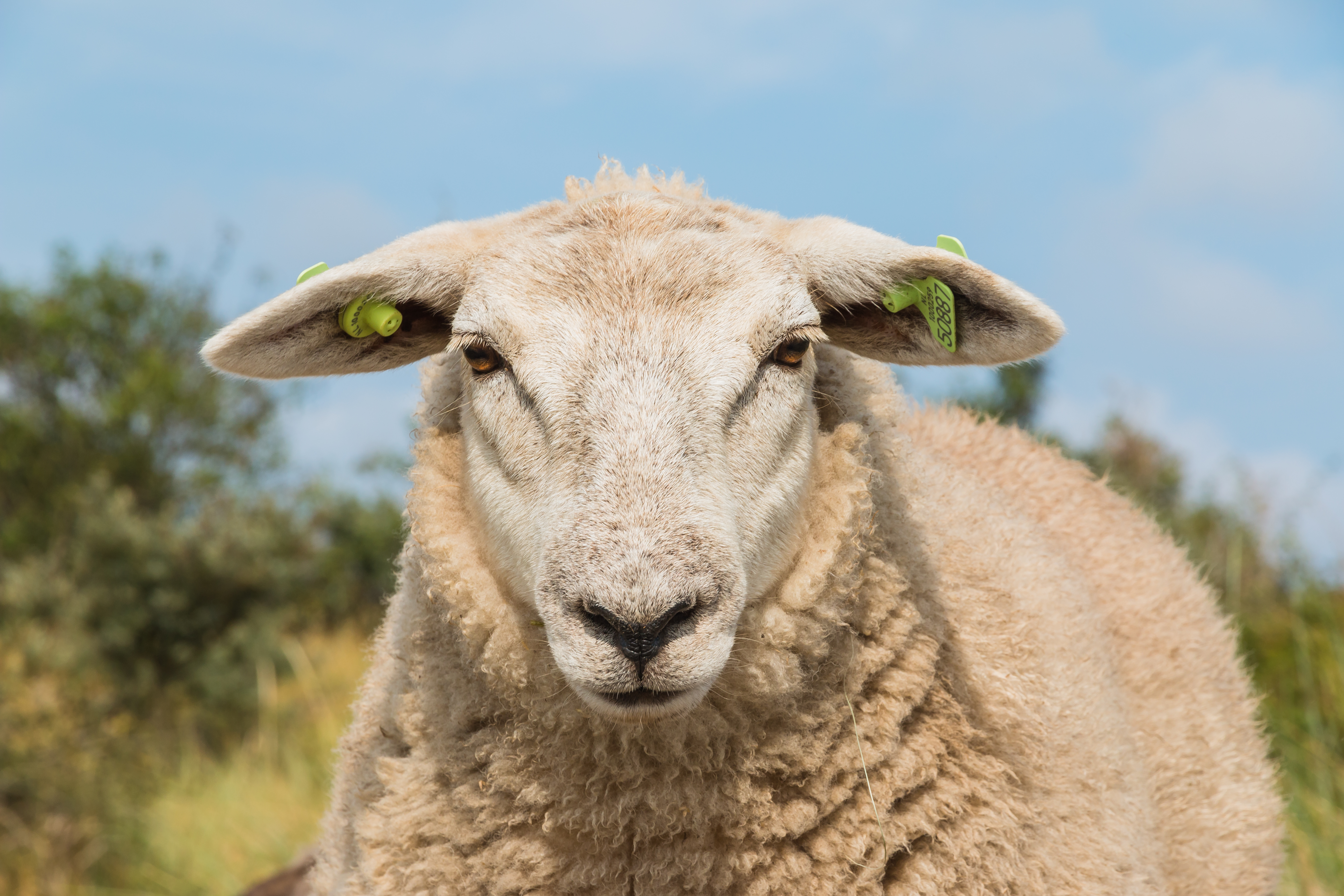 Image for In sheep undergoing general anaesthesia does inclusion of medetomidine result in hypoxaemia?