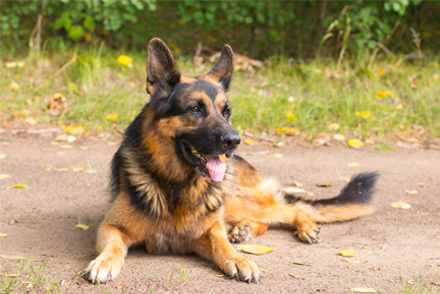 Image for In dogs with gastric dilatation volvulus (GDV) undergoing gastropexy, what is the rate of recurrence of GDV?