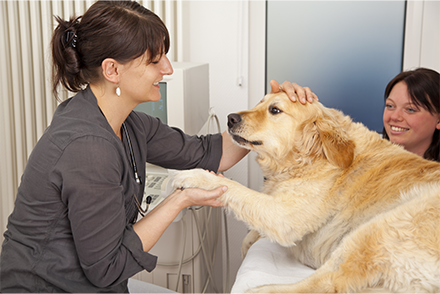 In a veterinary setting a golden labrador is lying on a table, one paw held by the veterinarian in one hand, whilst her other hand touches the top of the dogs head. The owner, smiling, sits behind the table watching the examination.