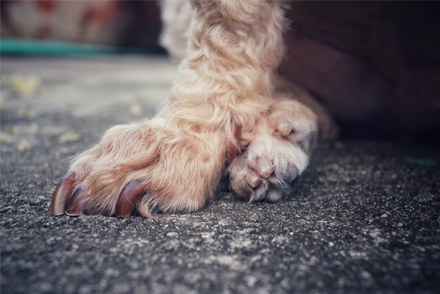 Image for Surgical stabilisation versus external coaptation for treatment of metacarpal/metatarsal bone fractures in dogs