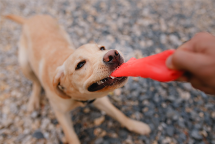 Image for Comparative efficacy of gambee and single interrupted suture patterns in reducing complications after canine enterotomy
