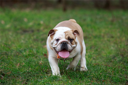 Image for Comparing folded-flap palatoplasty and staphylectomy in brachycephalic dogs: complications and discharge time