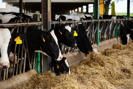 Dairy cattle on the farm, eating hay.