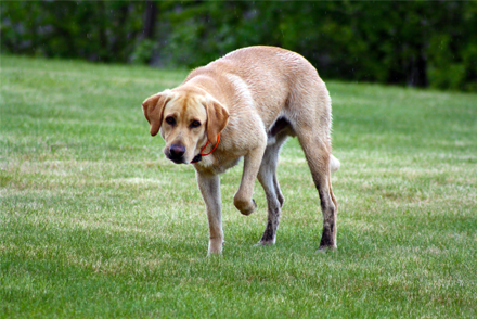Image for In dogs, is concurrent laser treatment more effective at treating osteoarthritis compared to NSAIDs alone?