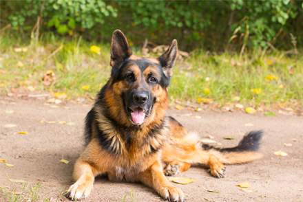 Image for Osteosarcoma incidence in dogs following a tibial plateau levelling osteotomy