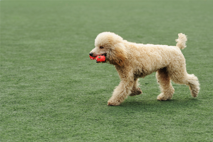 Image for In dogs does the use of bone morphogenetic proteins with internal fixation accelerates fracture healing?