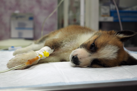A puppy lies on a veterinary hospital bed, eyes facing the camera. A drip is attached to their front right leg.