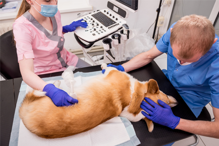 Corgi experiencing abdominal ultrasound in a veterinary setting.