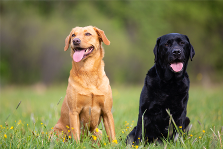 Image for Does LLLT improve radiographic healing for dogs with cranial cruciate ligament rupture undergoing TPLO surgery?