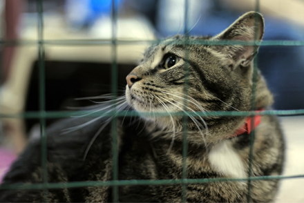 A domestic cat is inside an enclosure at a veterinary practice. A carry box is in the background.