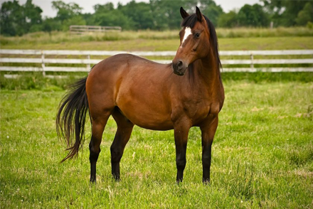 Image for In broodmares undergoing artificial insemination is intrauterine fluid development more likely with frozen semen or chilled semen?