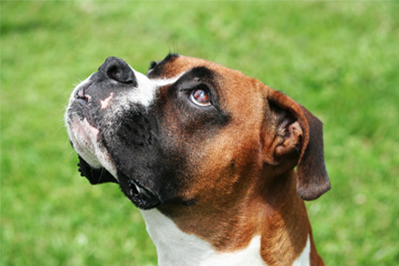 Image for Use of bandage contact lenses in dogs with spontaneous chronic corneal epithelial defect after interventional treatment