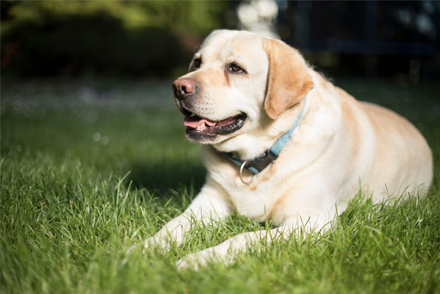 A shorthaired golden retriever lies on a grassy field, looking off-camera.