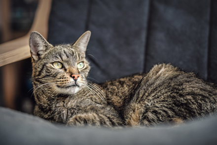 Image for Can cytology accurately predict the malignancy of feline mammary gland tumours?