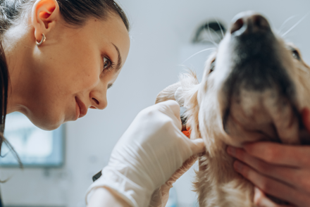 Image for Comparison of single or two dose veterinarian-administered protocols and daily at-home prescription canine otitis externa treatments