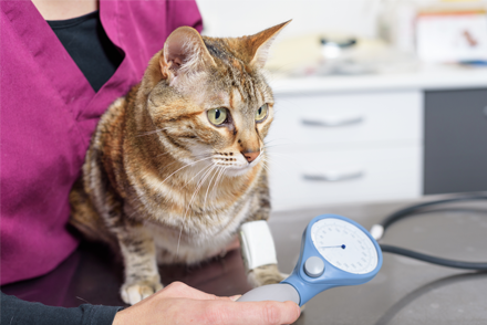 Image for Is non-invasive blood pressure comparably accurate to the invasive method in cats?