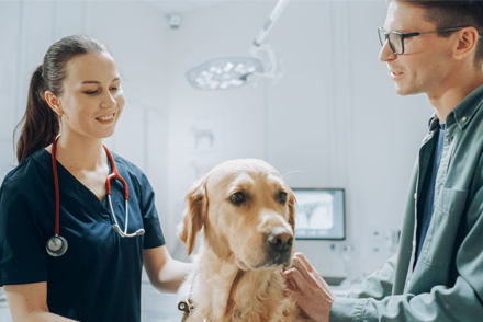 Image for Optimal pain management: epidural or locoregional nerve blocks for canine stifle surgery?