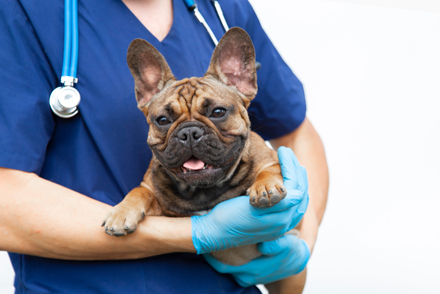 Image for Does a metoclopramide CRI reduce the risk of regurgitation associated with BOAS surgery in dogs?