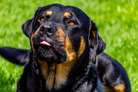 Image for Surgical castration in large dogs: is closed castration safer than open?