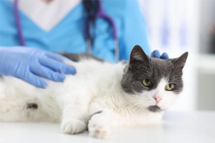 Image for Hypertonic saline versus Lactated Ringer’s Solution for neurological recovery in cats with traumatic brain injury