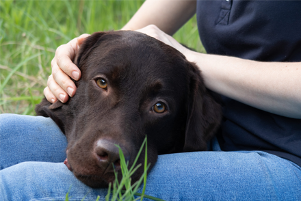 Image for Does imepitoin reduce signs of fear and anxiety in dogs frightened by loud  noises?