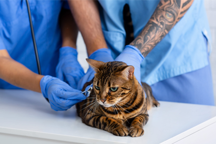 Image for The Effectiveness of Cyproheptadine as a Treatment Option for Cats with Eosinophilic Airway Inflammation