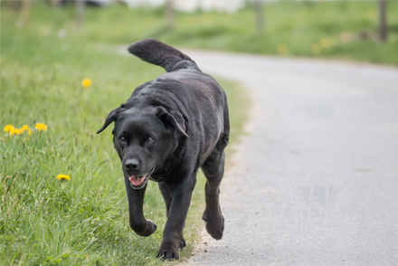 Image for In dogs with ruptured cranial cruciate ligament, is TPLO superior to TTA in reducing postoperative radiographic osteoarthritis?