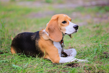 Image for Efficacy of vincristine-ivermectin combination therapy in the treatment of canine transmissible venereal tumour (CTVT)