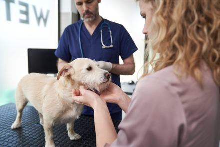A light-haired terrier stands on a non-slip mat on a table in a veterinary clinic. The veterinarian examines the dog's ear, whilst the owner comforts the dog.