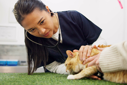 Image for Evidence-based veterinary medicine and contextualised care